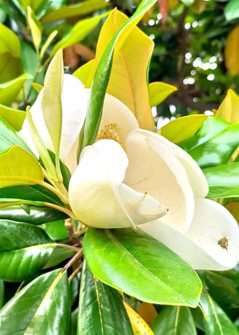 犹如凌波仙子,六月人间最美之花