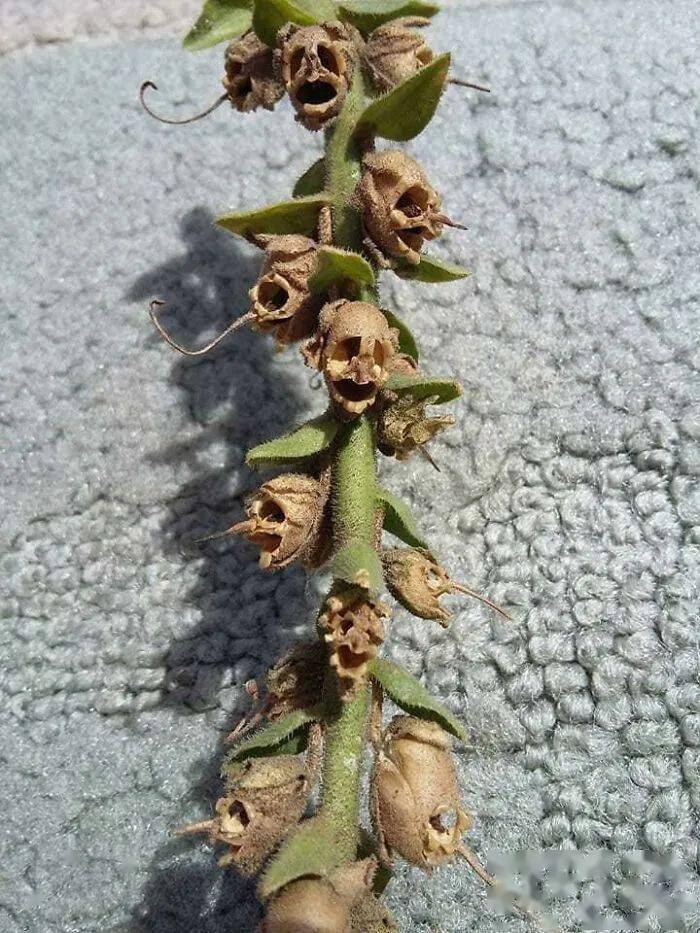 金鱼草的花枯萎了怀孕的狗的x光片和女朋友露营,醒来小便时被她拍了这