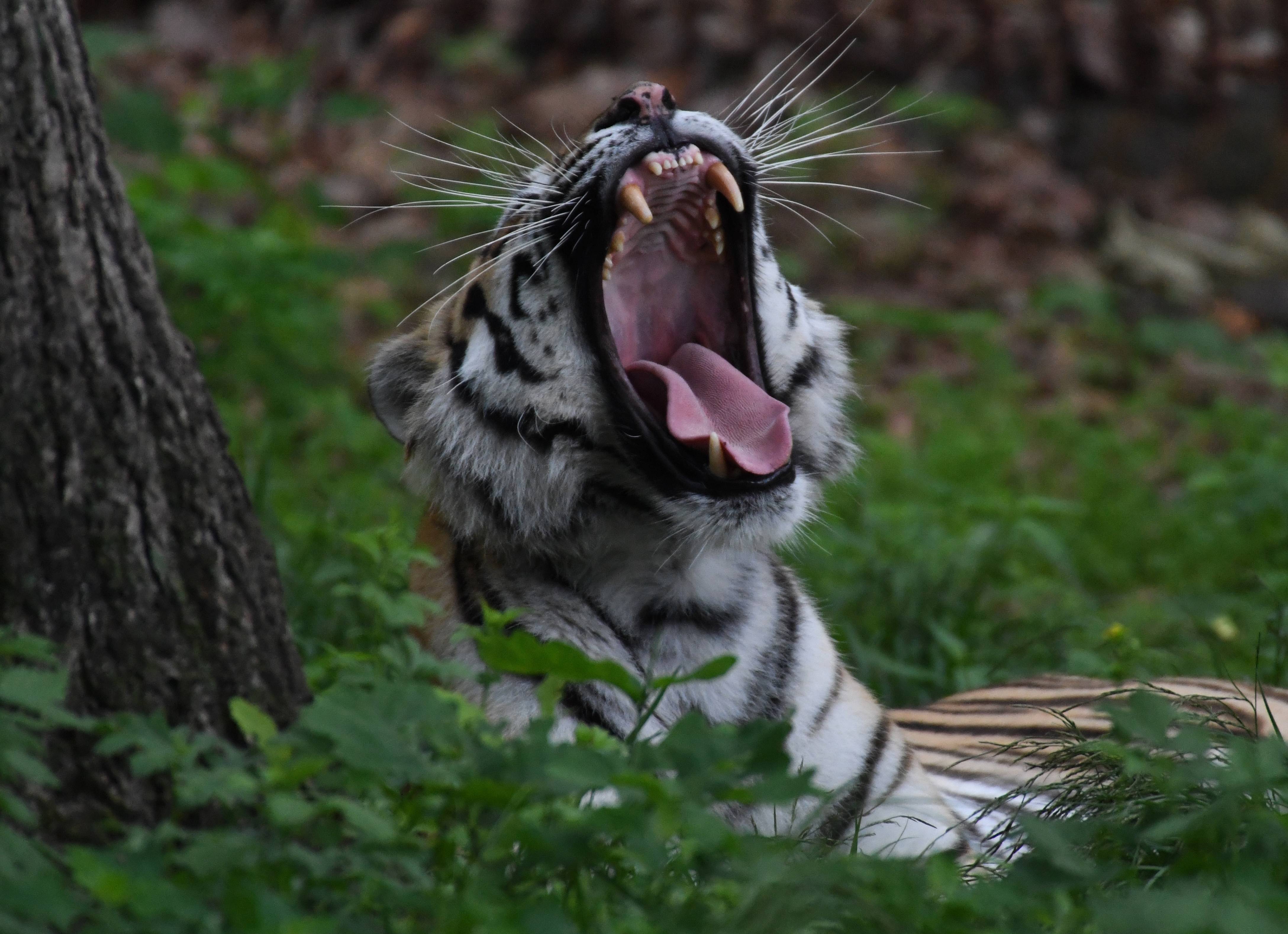 俄罗斯滨海野生动物园