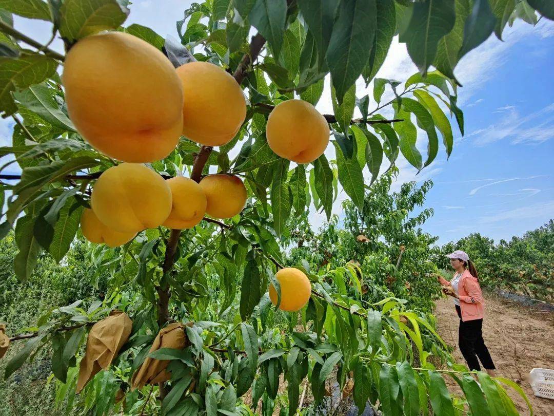 大名县这里弥漫着淡淡的果香味,您去了吗?_黄桃