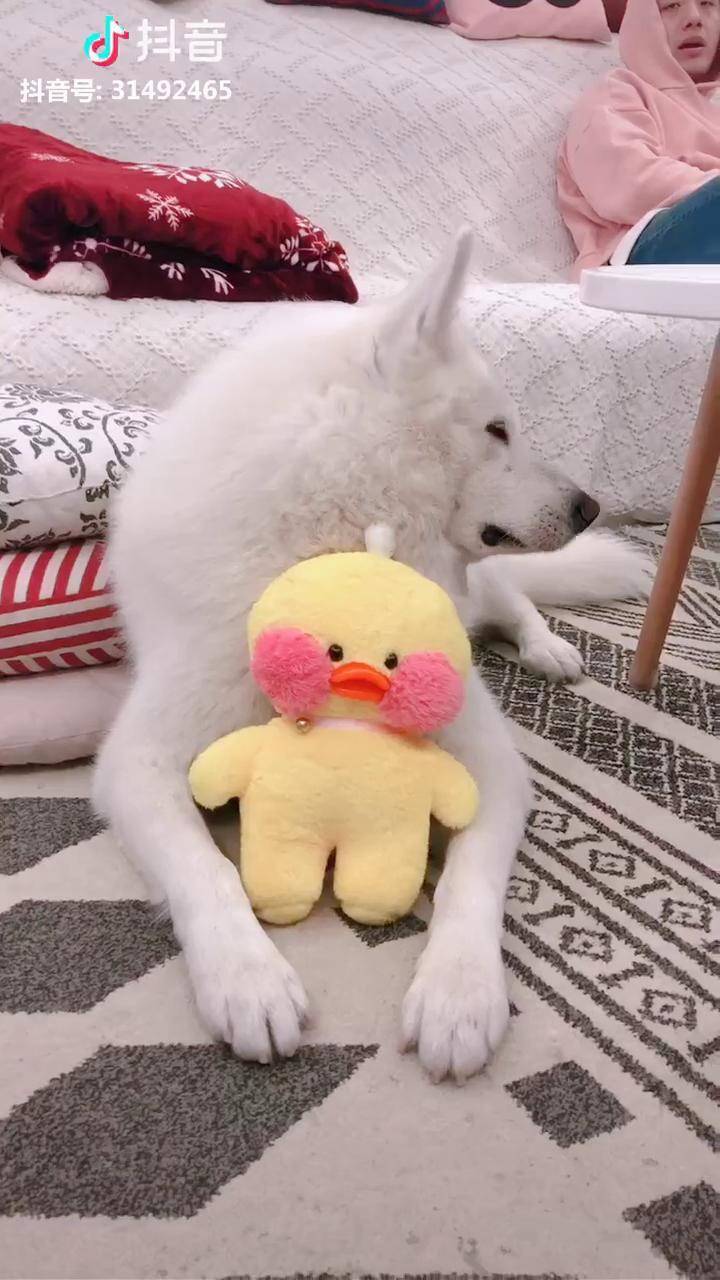 喜欢喜欢,他超爱的腮红鸭!