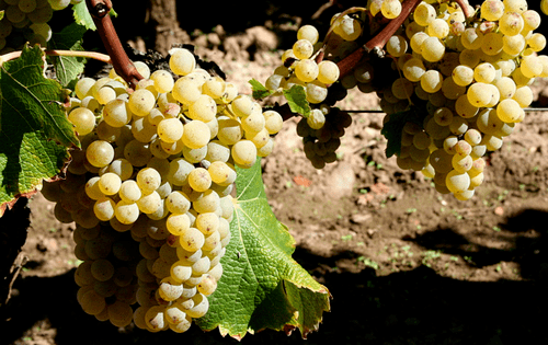 赛美蓉(semillon)又译为赛美容,塞米雍,原产于法国的一种白葡萄品种