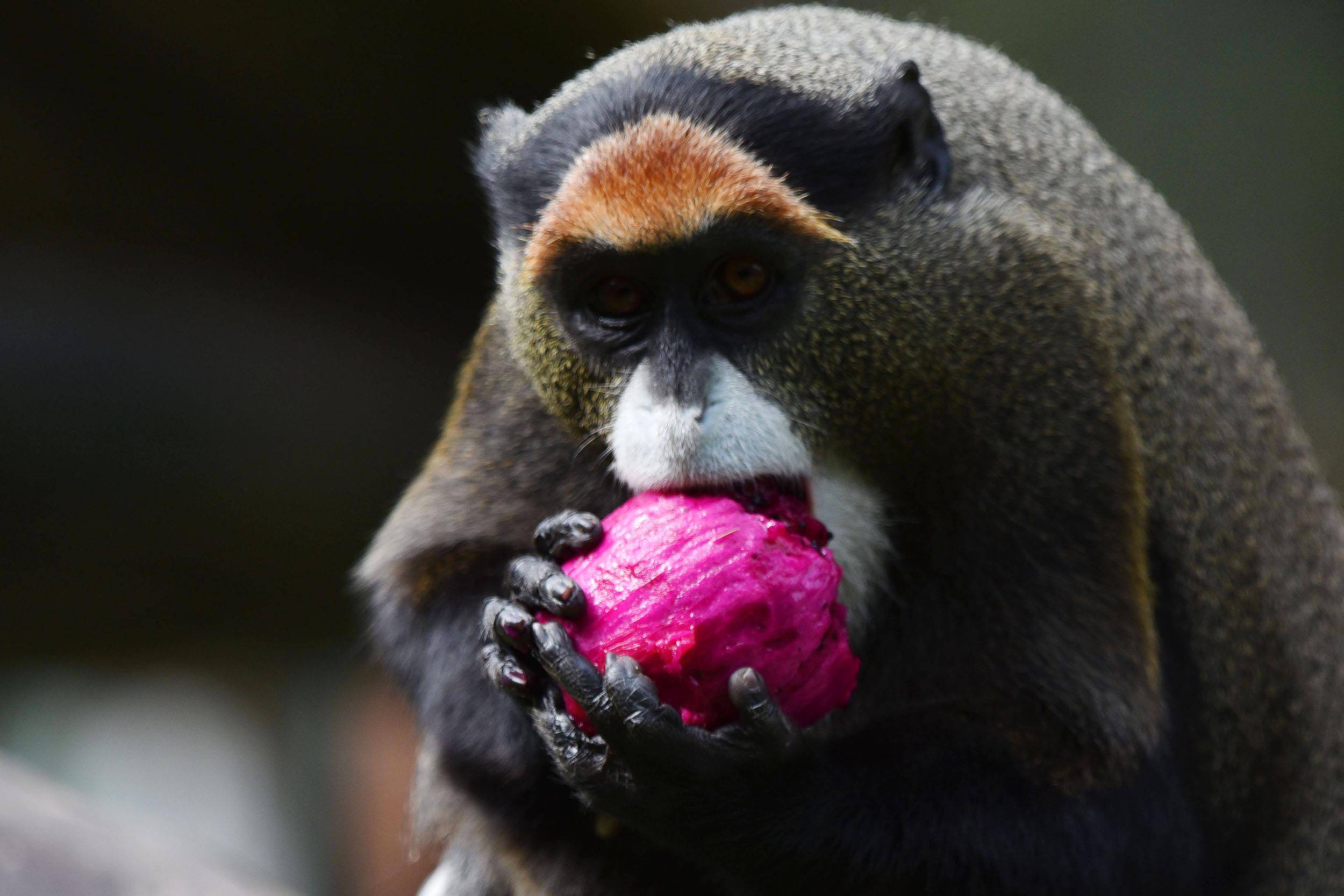 深圳野生动物园群猴吃水果解暑