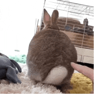 兔子尾巴表情包图片