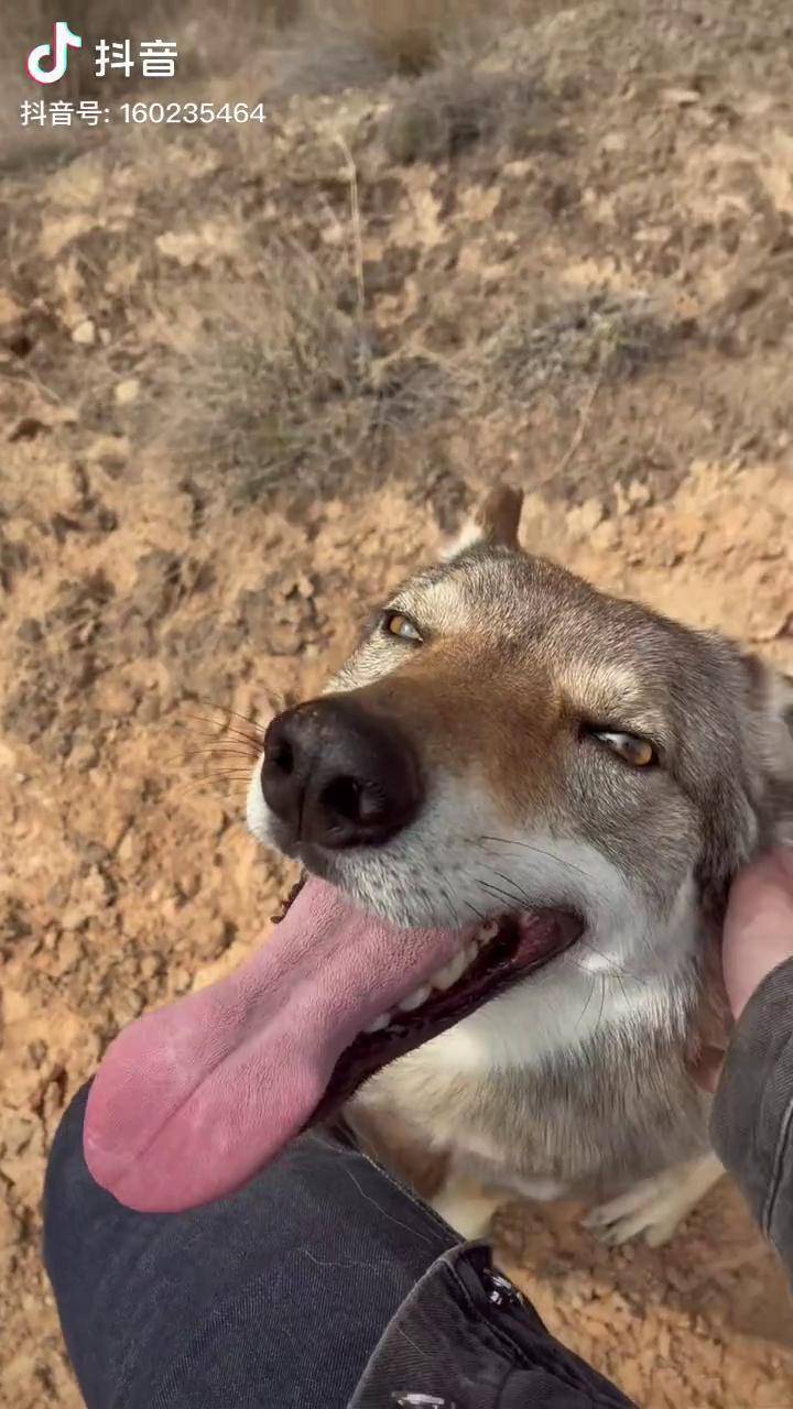 这狼怎么哈里哈气的捷克狼犬