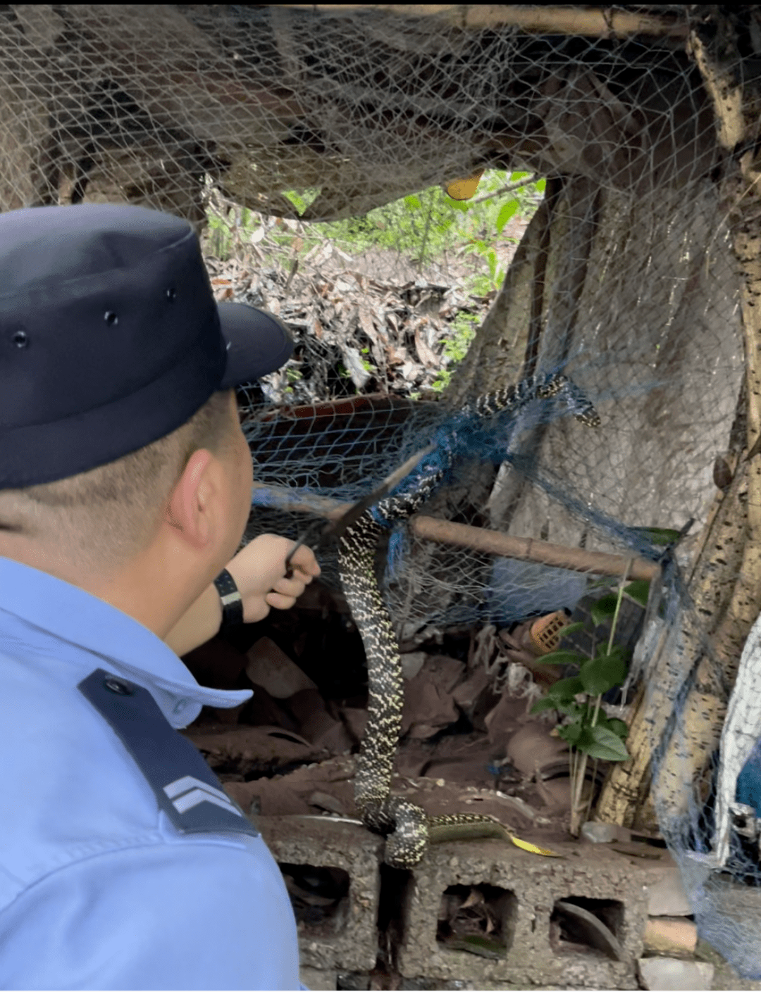 三米大蛇自投罗网警民合力解救