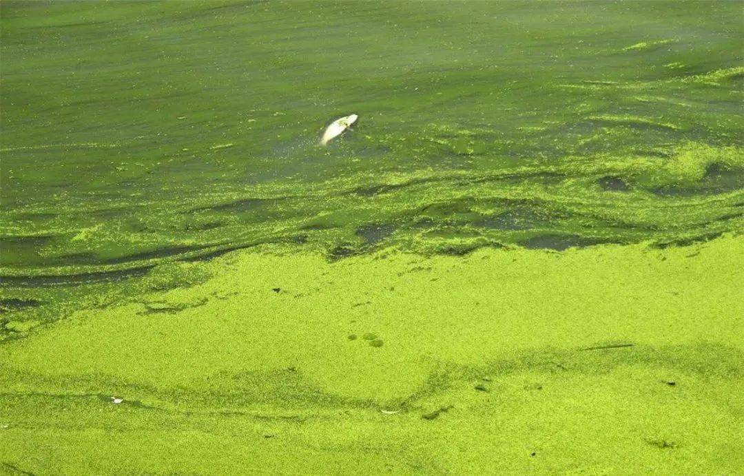 高温蓝藻爆发真的无药可救这套蓝藻处理案例帮养殖户完美处理