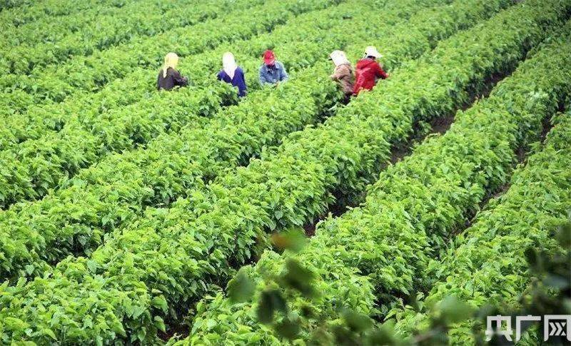 九江修水县推进蚕桑产业规模化 村民稳定增收有出路