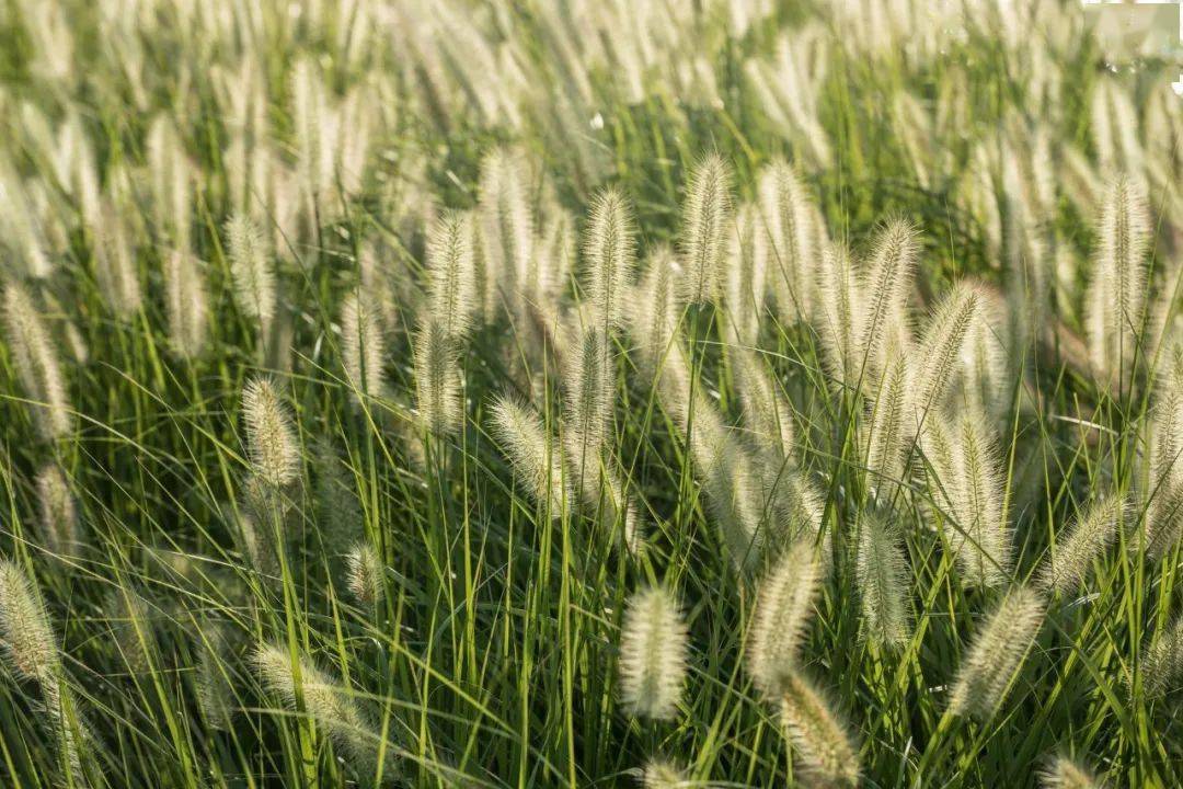 路边不起眼的狗尾巴草,竟然是小米的祖先?