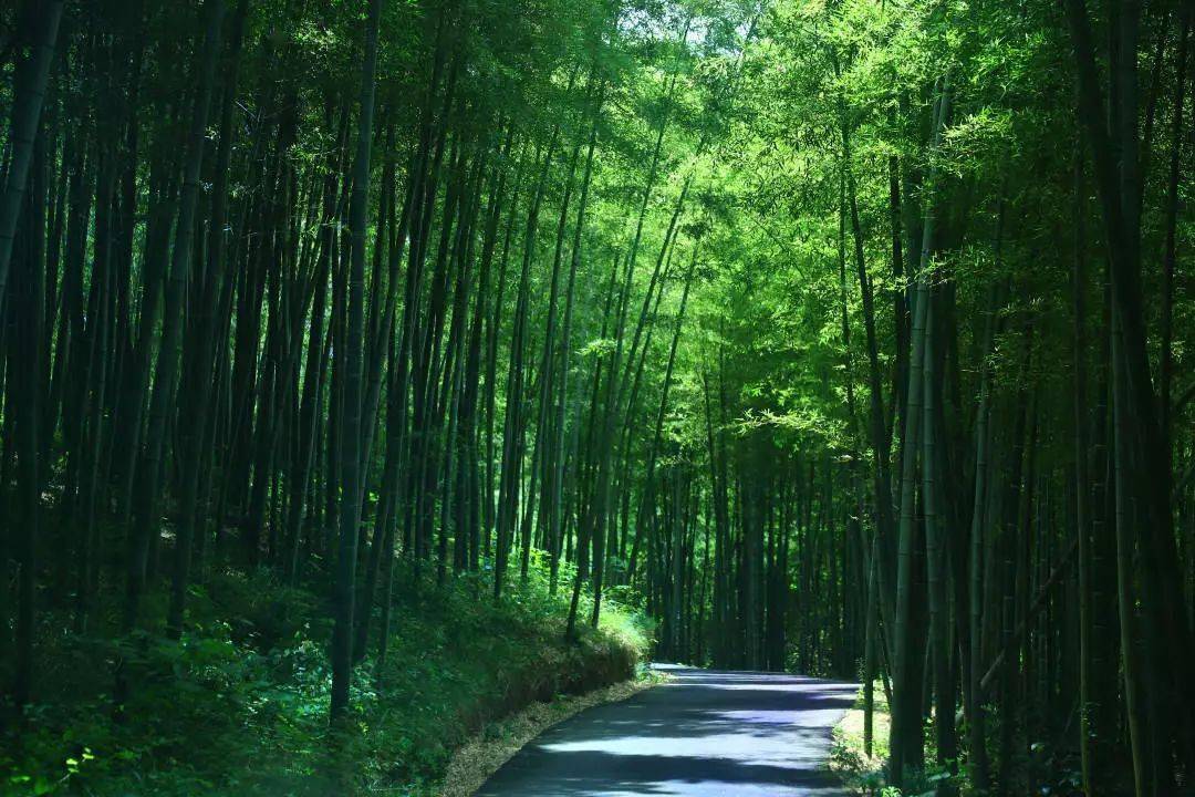 跟著古詩,走進江寧的夏天!_竹林