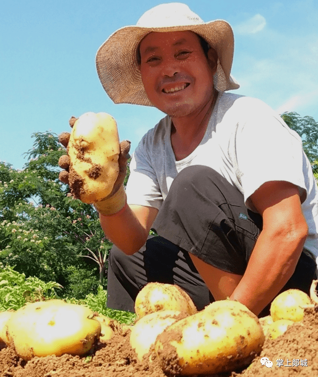 郯城土豆大丰收!农民喜上眉梢展笑颜.