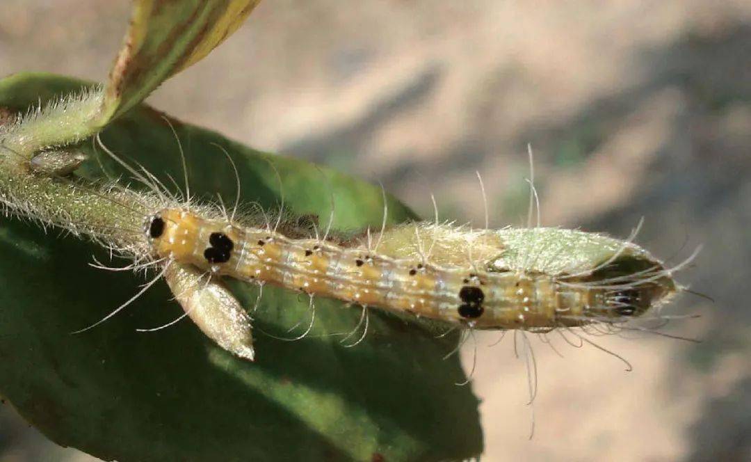 林果科技大讲堂 杨扇舟蛾在我市的发生规律与防治 幼虫