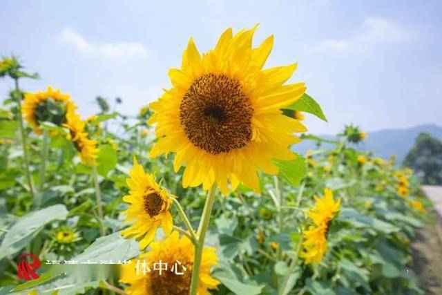 什么花在六七月开放 38976180e00a4dd6bb2d7e2f835aa2cb.jpeg