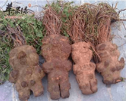 男人最实用的补肾中药良品不得不学