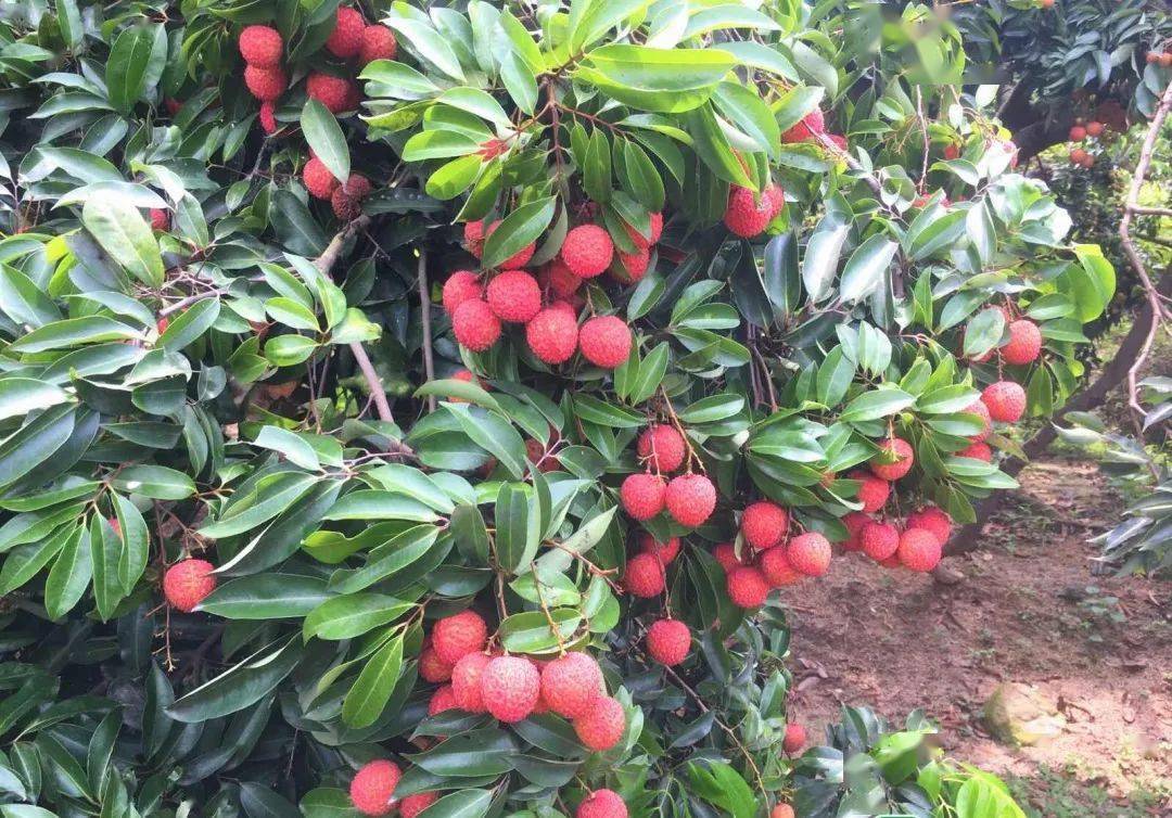 雷岭荔枝熟了汕头潮南雷岭荔枝文化旅游节今天启动