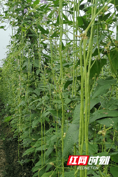 江永:豆角种植有"订单 菜农收入有保障