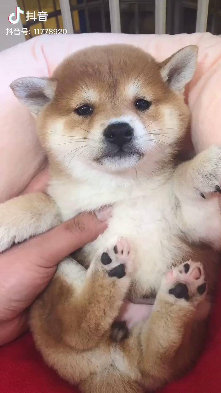 第一次看镜头的狗子好紧张柴犬小奶狗