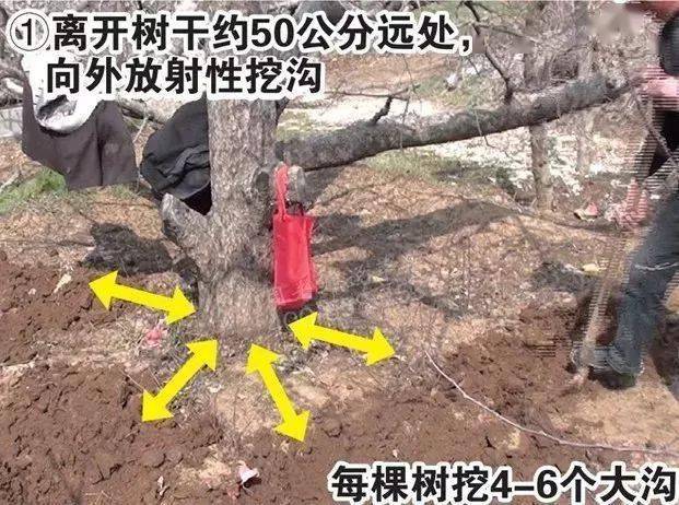 从离树干50公分处,向外辐射状挖沟,挖至树冠外围滴水线.