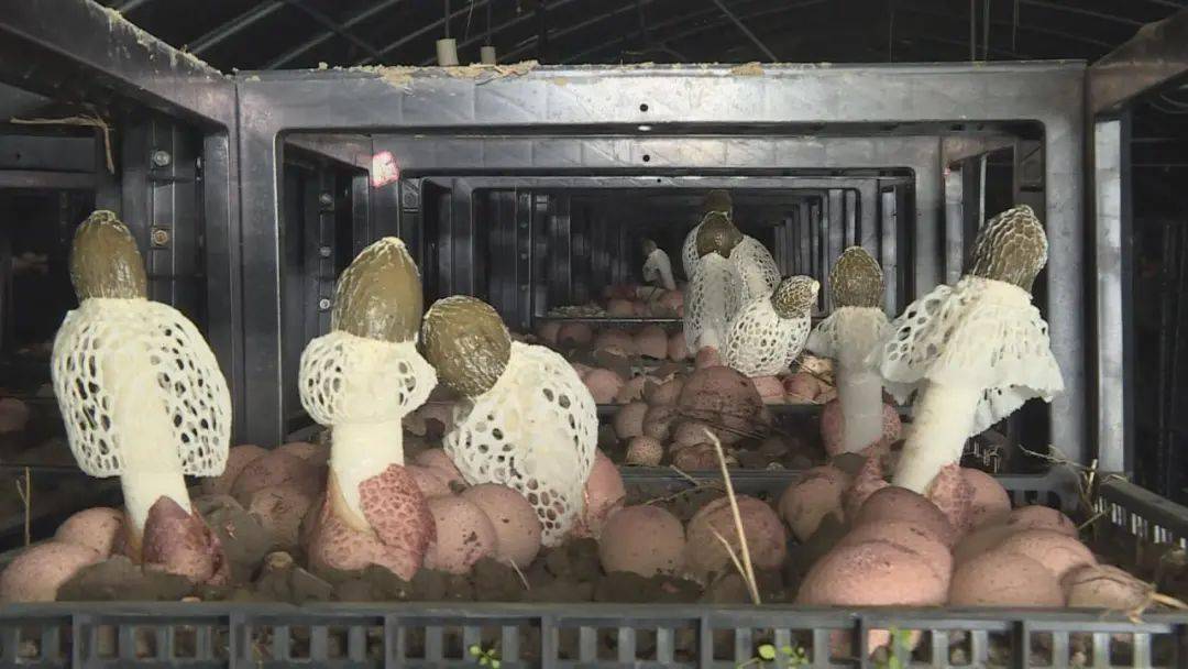 纳雍食用菌全产业试水农业现代化