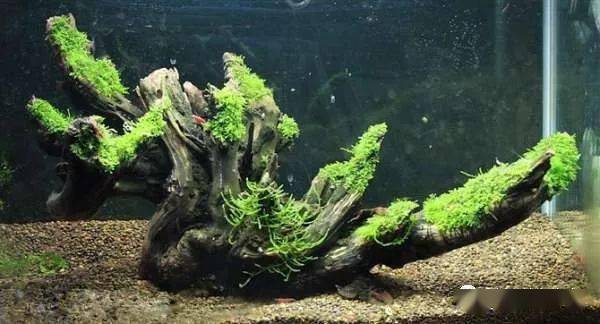 盘点五种常见造景沉木的特点一起来涨姿势