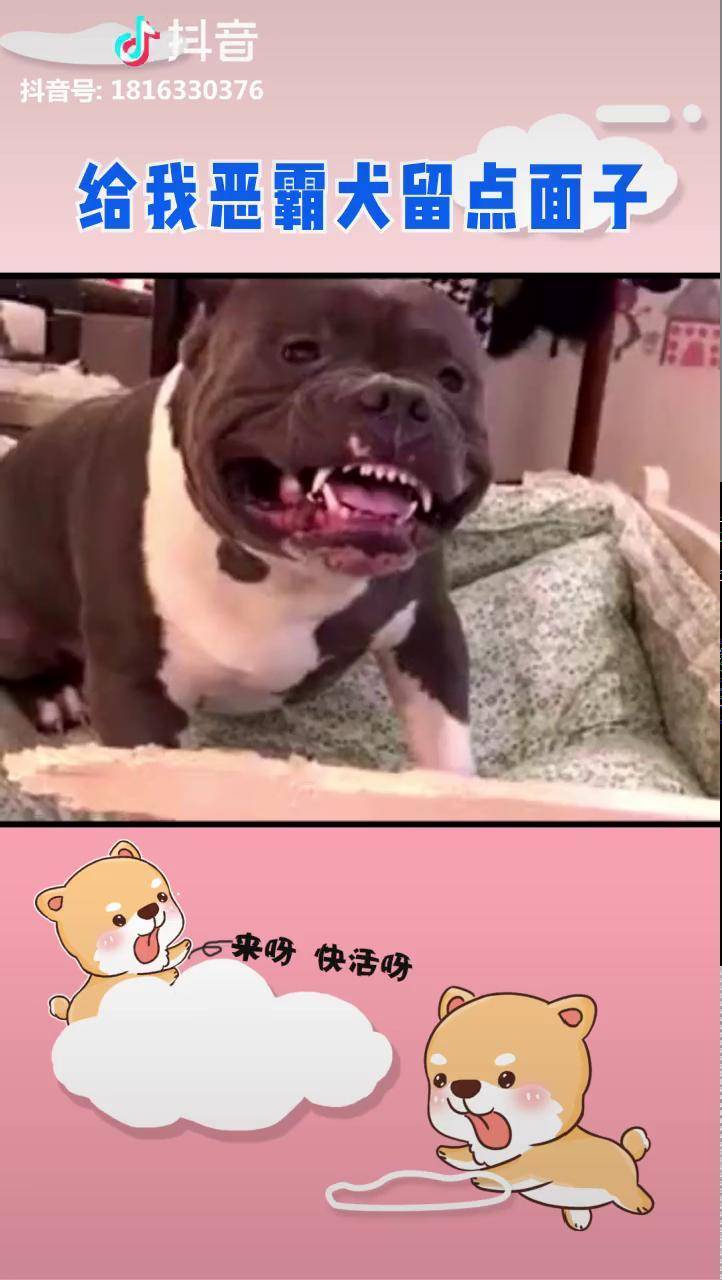 惡霸犬剛想發狠就被小主人一巴掌打的老實了汪仔飯一