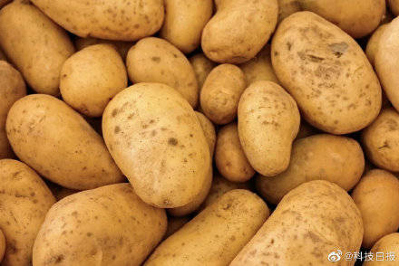 基因组|用种子繁殖的土豆：第一代基因组设计杂交马铃薯问世