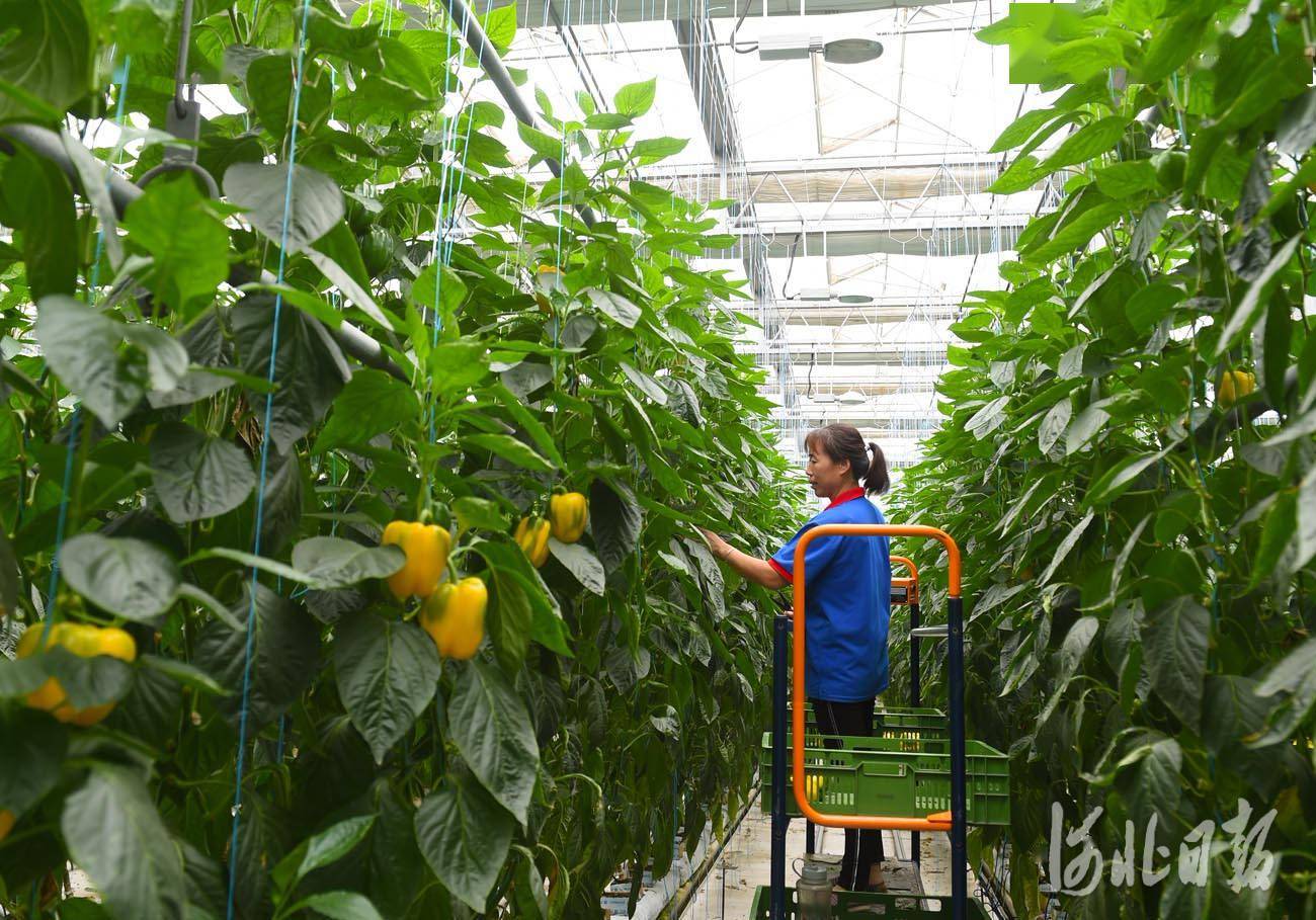设施农业助农增收_南和