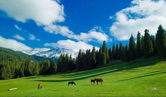 费用aa7月1日周四乌鲁木齐南山牧场赏山花烂漫避暑纳凉一日游