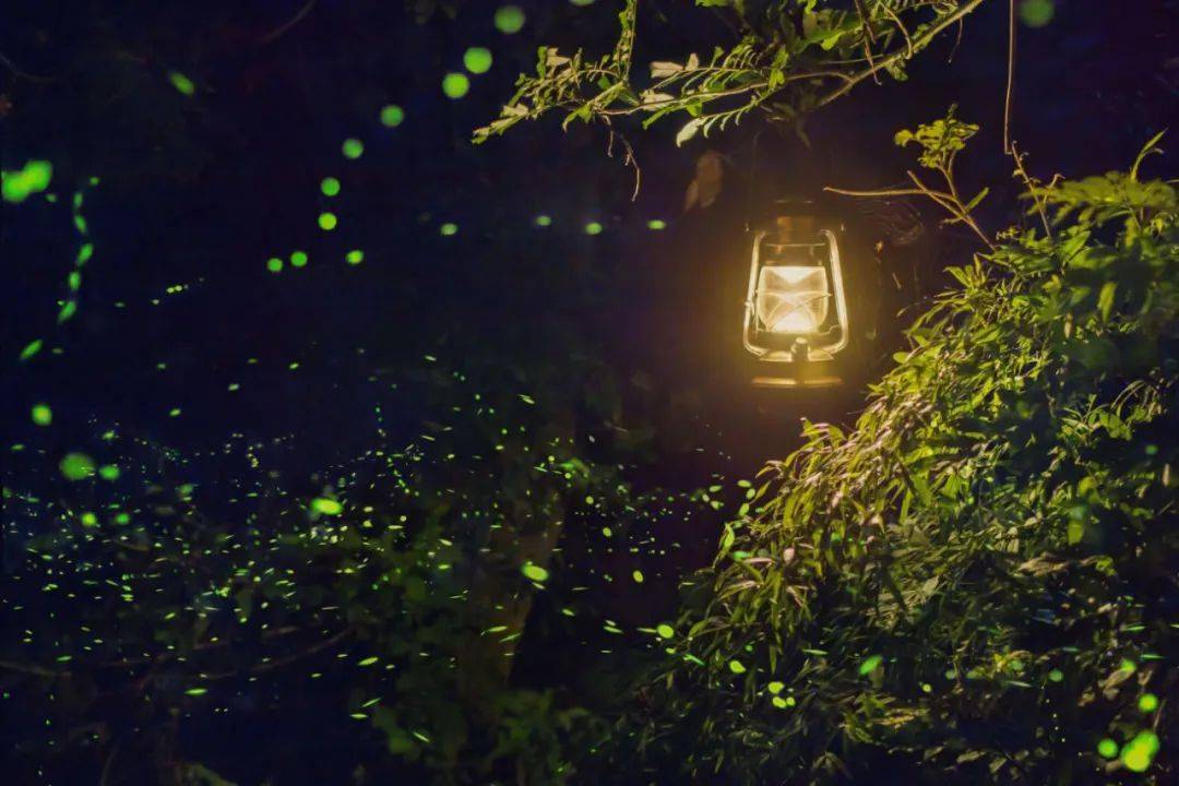 有萤火的夏夜叫一水间