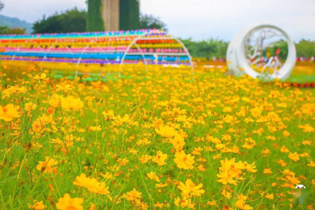 鼓山大桥下黄色花海"大爆发",太惊艳了!