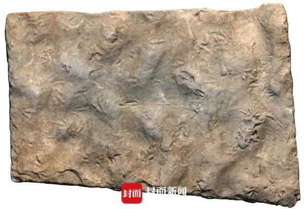 四川发现中国最小恐龙足迹!
