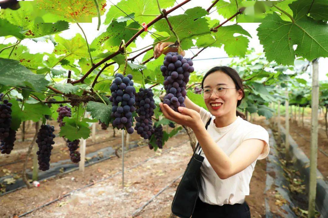 3万余吨葡萄等你来摘!今天,第十二届璧山葡萄采摘节开幕