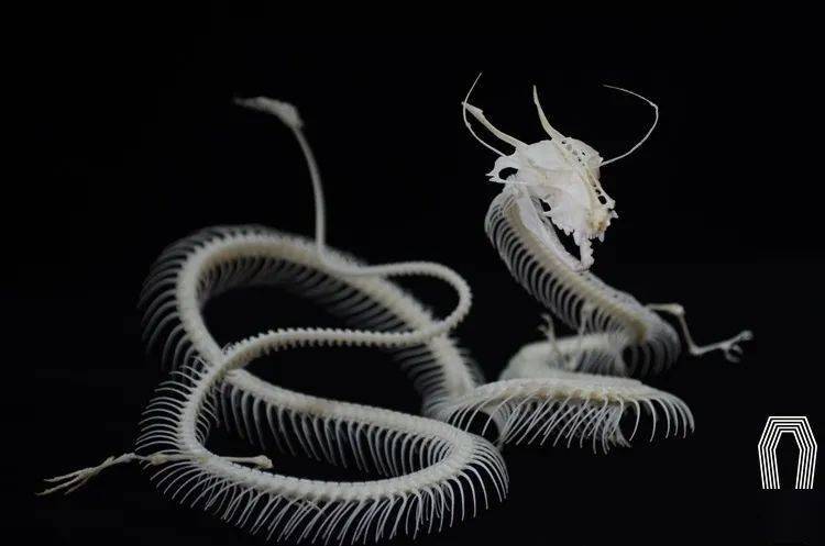 造物节入围作品"中国龙骨骼标本""寻乐造物"主创陈兴一,以"电子产品