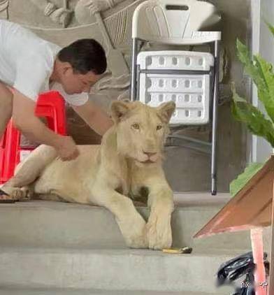 在中国如何养狮子 3c356b799e4844eea9e5c3557b993a30.jpeg
