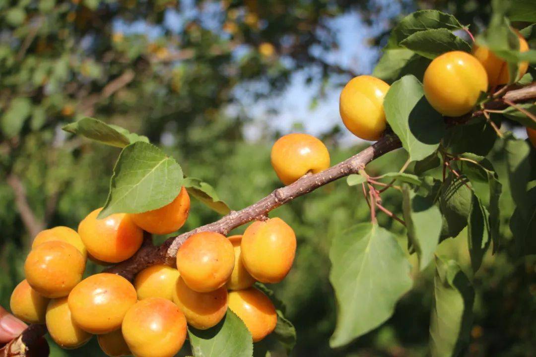 文殊镇:枝头结满"致富果" 村民脸上"乐开花"_李广杏