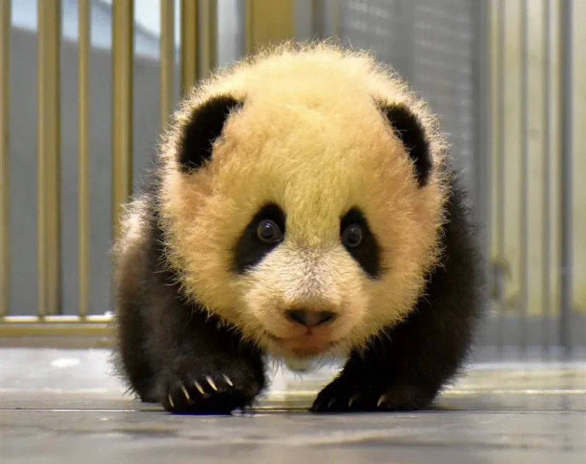 大陆赠台大熊猫"团团""圆圆"的二女儿"圆宝",今天迎来1周岁的生日.