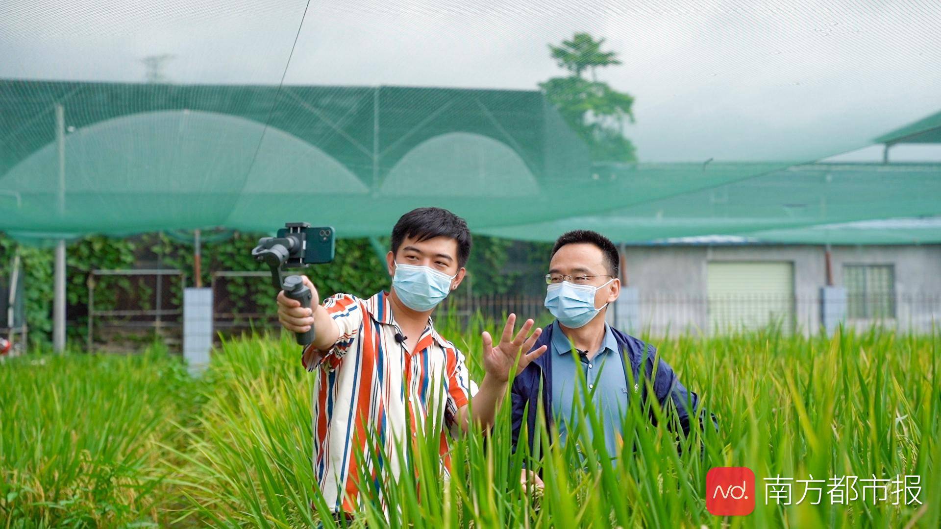 香港|香港青年打卡航天育种基地！嫦娥五号带回来的水稻种子有进展