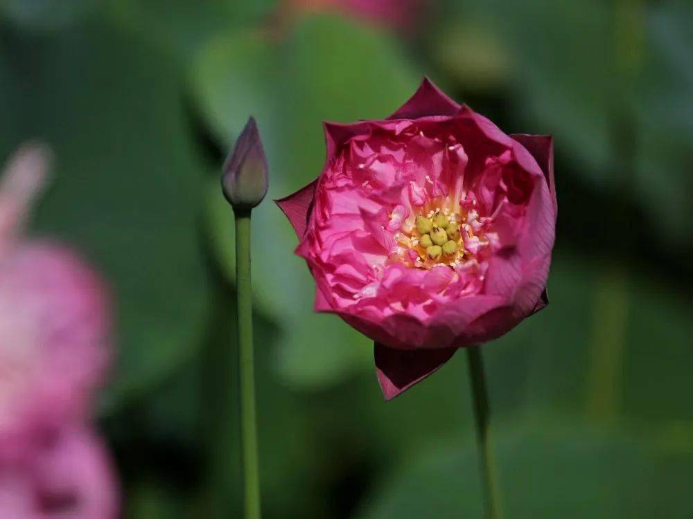 今夏"荷"你有约_荷花