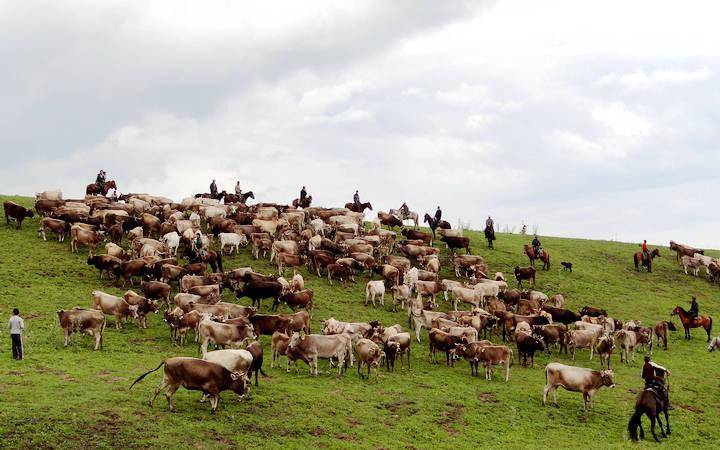 新疆昭苏:牧场草美褐牛肥