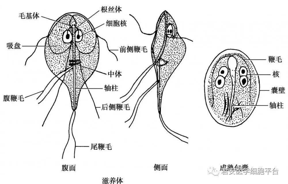 弓形虫假包囊手绘图图片