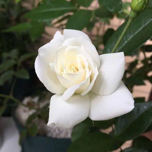 每日一花 | "直立冰山"月季:非常勤花和经典