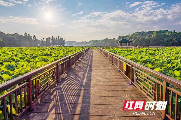 尔一池|夏日南湖：赠尔一池“荷” 一步一景 一叶一梦