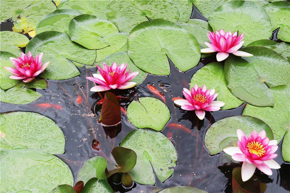近来,黔西市重新镇的荷花池里,荷花竞相开放,轻盈灵动的鱼儿在碧绿的