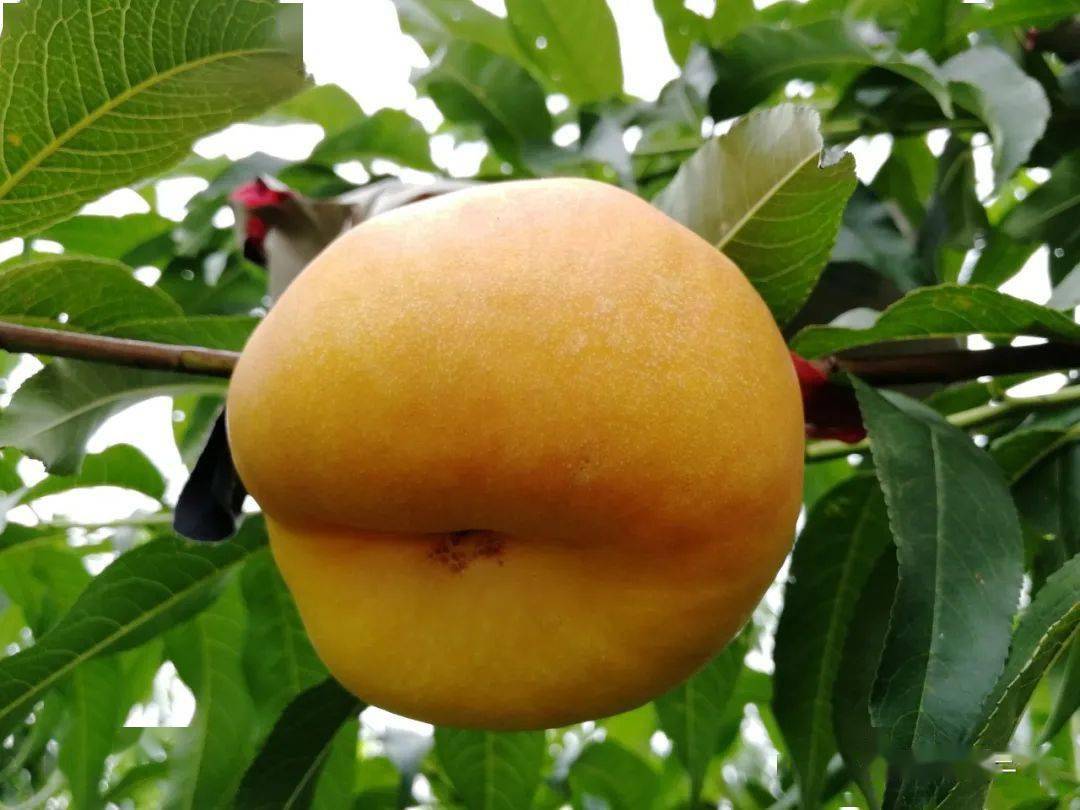 要想果个大,果面好,糖度高,高质量叶片光合作用很重要_果树