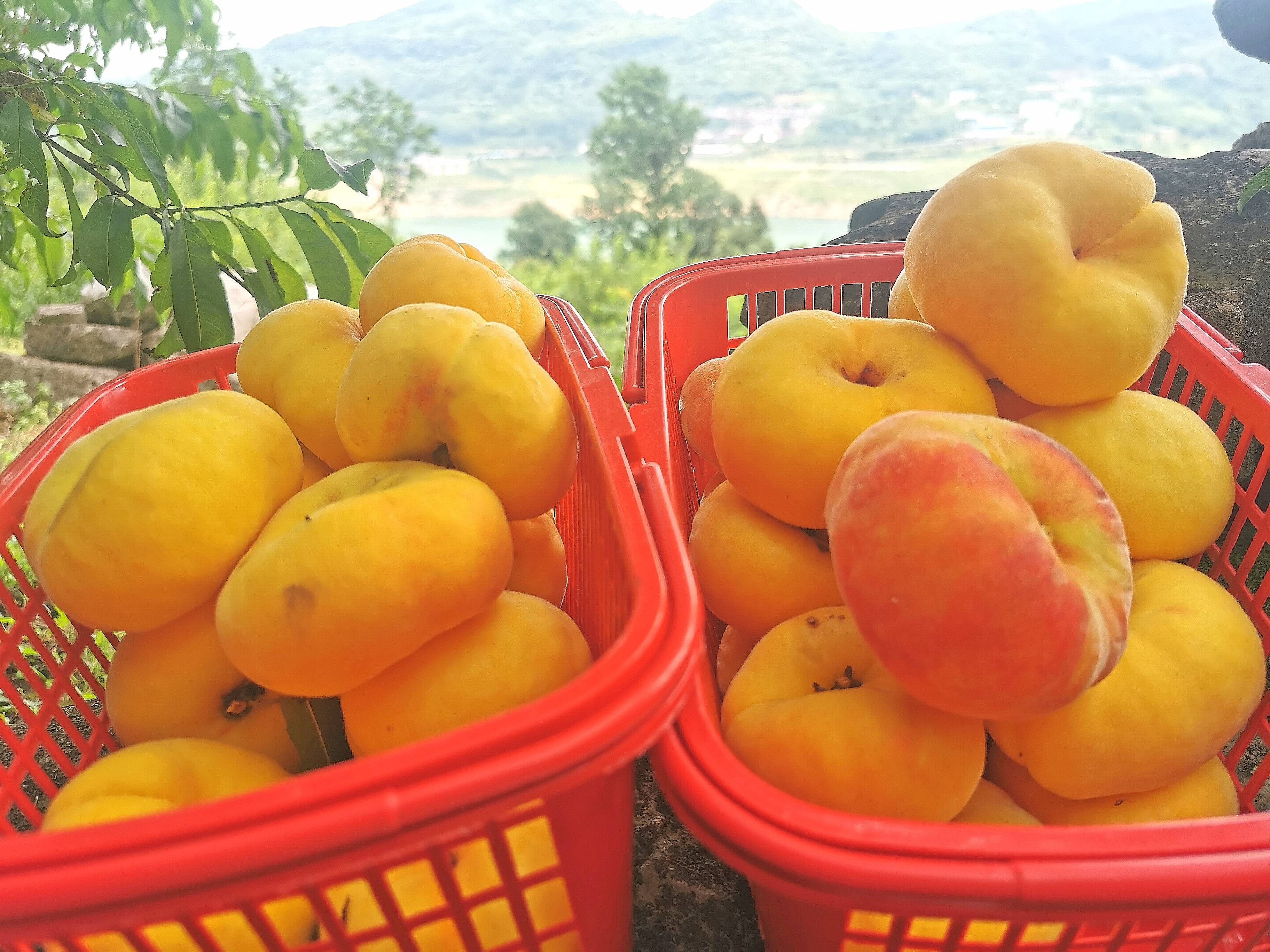 织金县茶店乡:黄金蟠桃争"鲜"上市