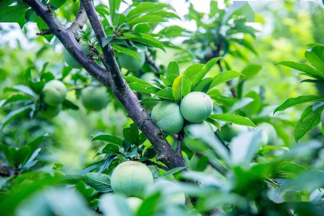 金塘李子上市快来尝第一口鲜甜