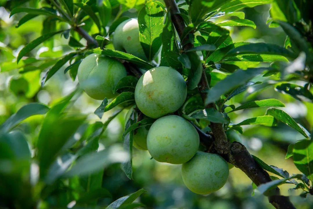 金塘李子上市快来尝第一口鲜甜