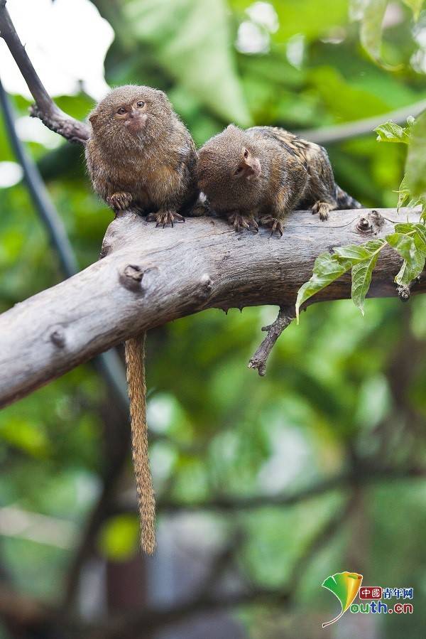 德国迷你动物园侏儒体型小动物可爱又萌蠢