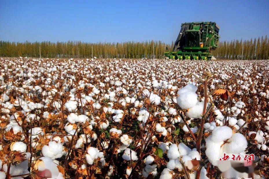 优衣库涉新疆棉花被法国调查中方回应