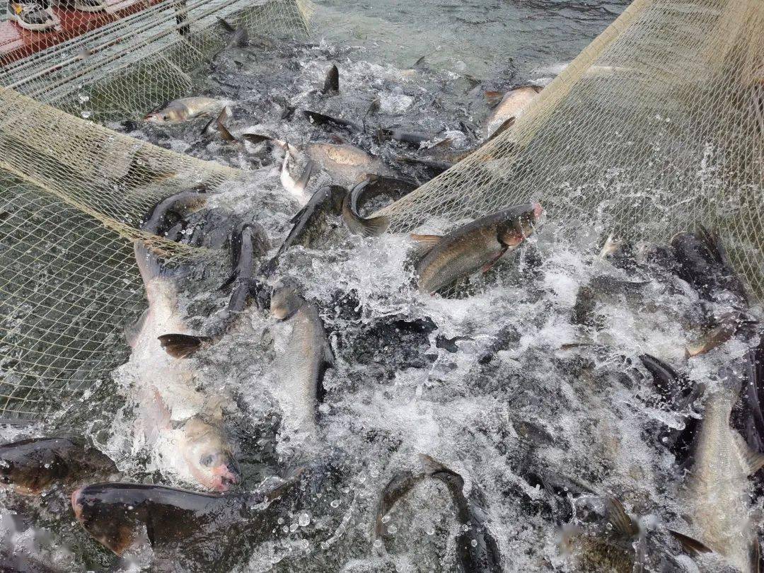 安康鱼价格|青花鱼15元一斤小黄鱼10元一斤安康鱼7